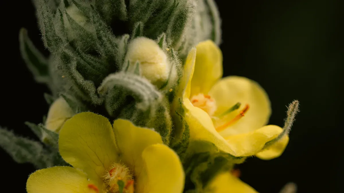5 Powerful Benefits of Mullein Leaf Tea