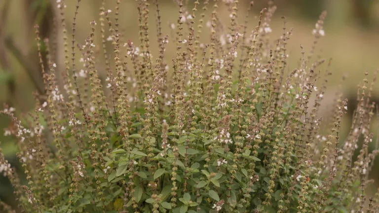 9 Health Benefits of Holy Basil