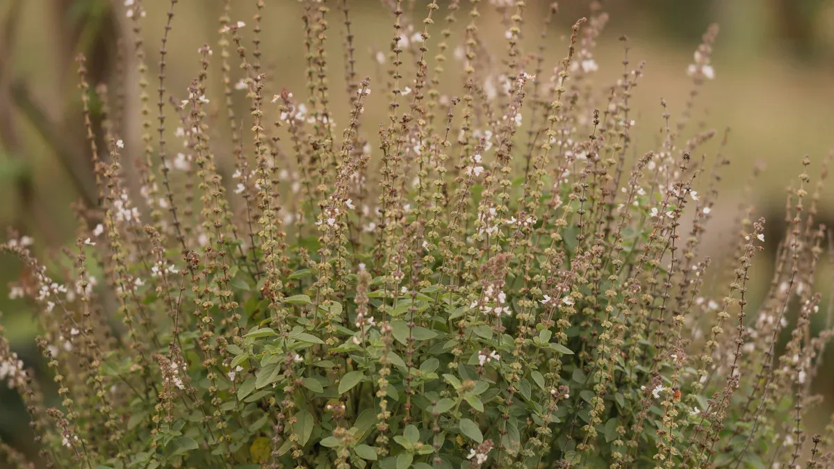 9 Health Benefits of Holy Basil