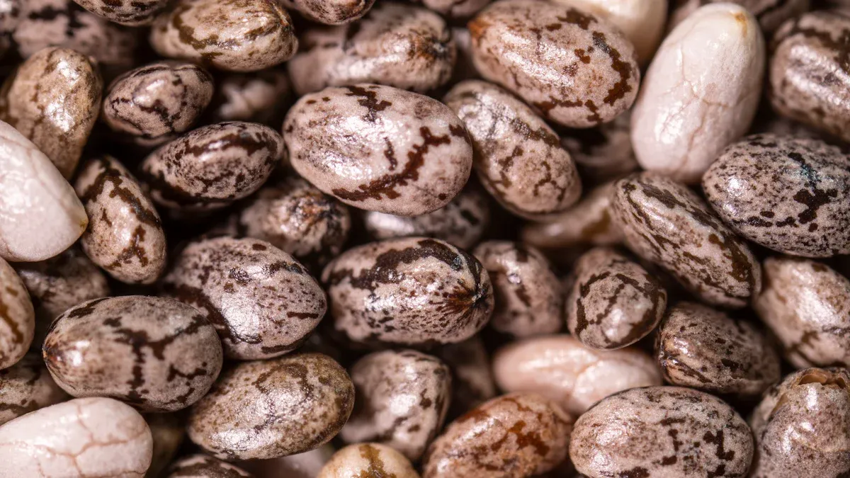 Pinto Beans Nutrition