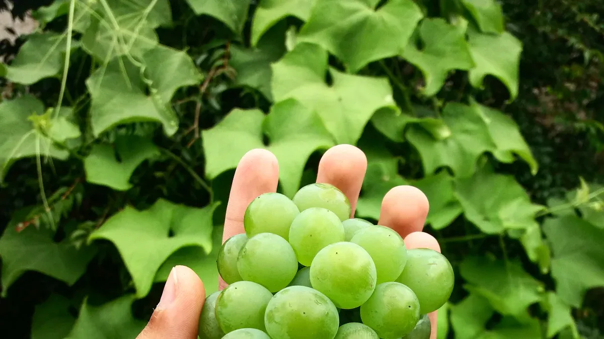 Are Seedless Grapes GMO?
